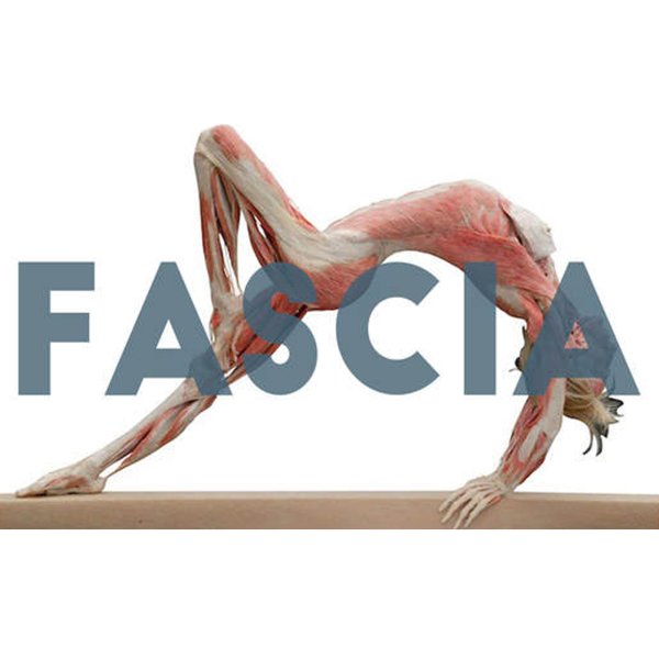 Fascia in Movimento: Valutare, Trattare, Integrare (novembre 2025)